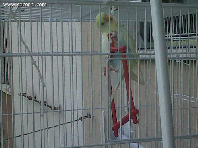 rosita acrobata :)